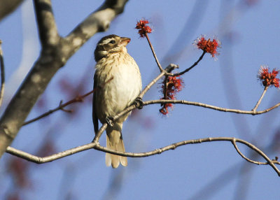 Baltimore Oriole