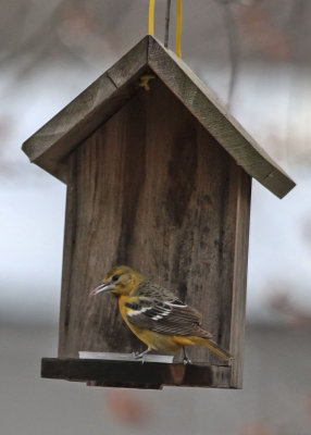 Baltimore Oriole