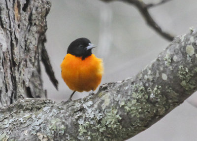 Baltimore Oriole