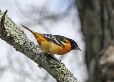 Baltimore Oriole