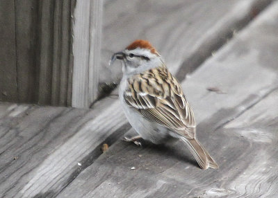 Chipping Sparrow