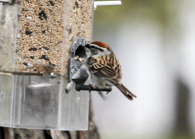 Chipping Sparrow