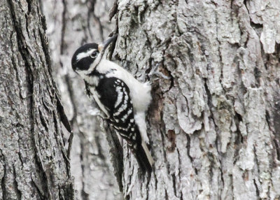 Downy Woodpeckers