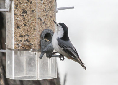 White-breasted Nuthatch