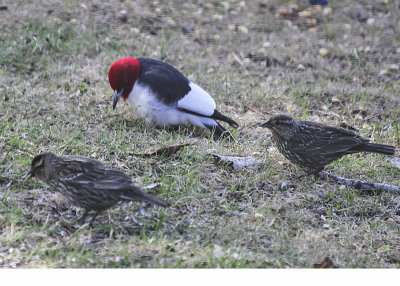 Red-headed Woodpecker