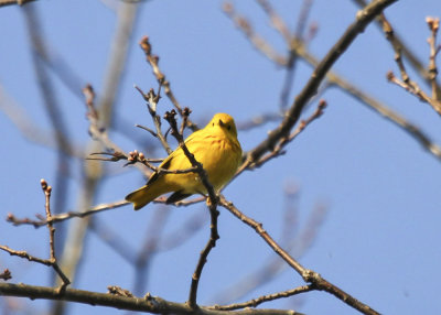 Yellow Warbler