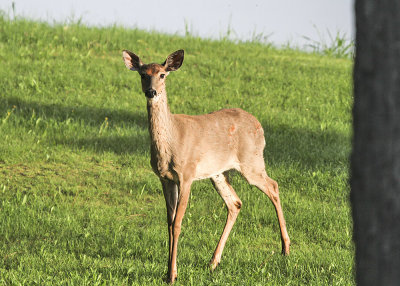White-tailed Deer