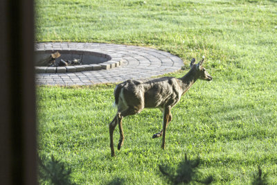 White-tailed Deer