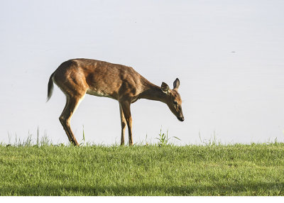White-tailed Deer