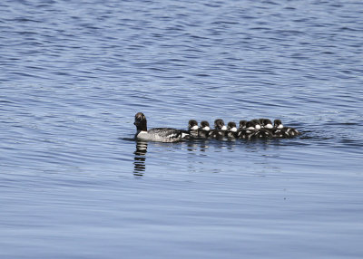 Common Goldeneye