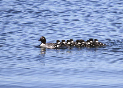 Common Goldeneye