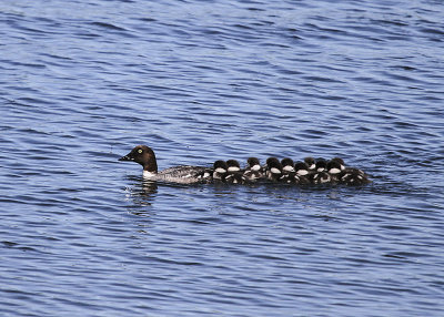 Common Goldeneye