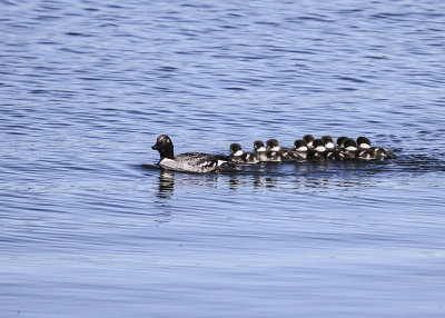 Common Goldeneye