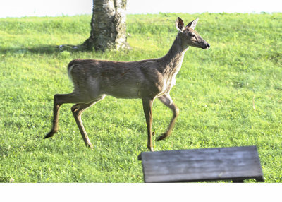 White-tailed Deer