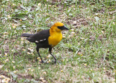 Yellow-headed Blackbird