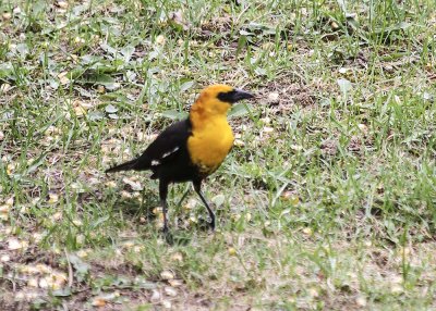 Yellow-headed Blackbird