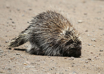 Porcupine