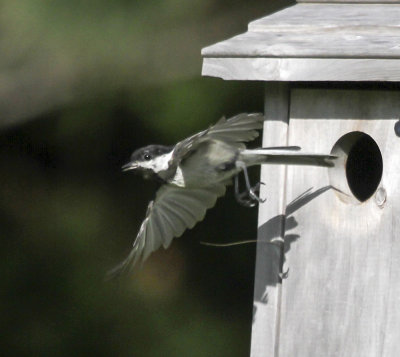 Black-capped Chickadee