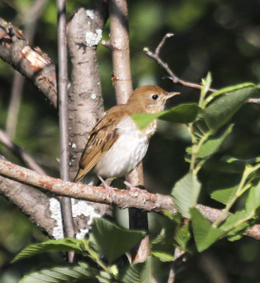Veery