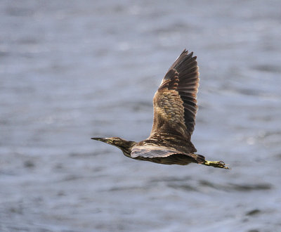 American Bittern