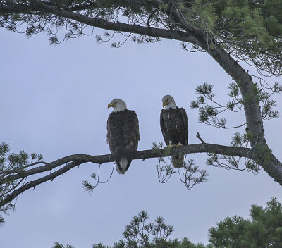 Bald Eagle