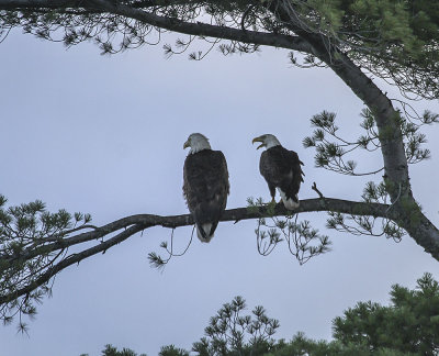 Bald Eagle