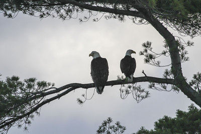 Bald Eagle