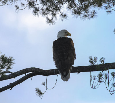 Bald Eagle
