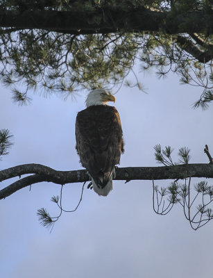 Bald Eagle