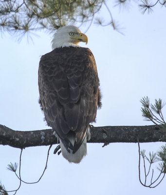 Bald Eagle