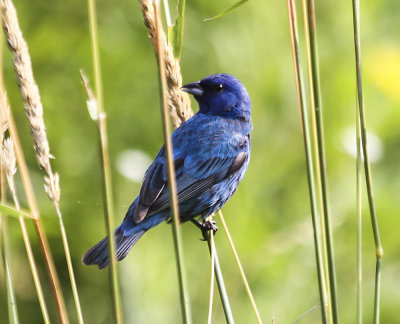 Indigo Bunting