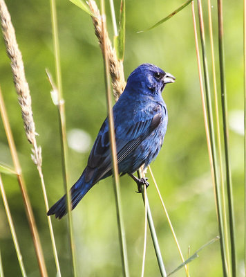 Indigo Bunting