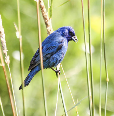 Indigo Bunting