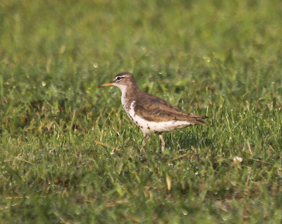 Spotted Sandpiper