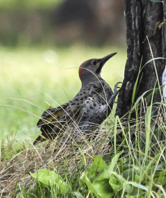 Northern Flicker 
