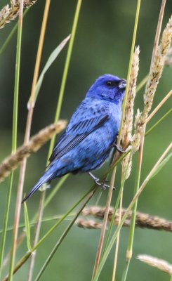 Indigo Bunting