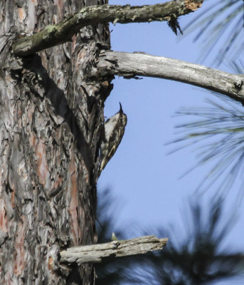 Brown Creeper