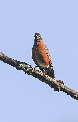 American Robin