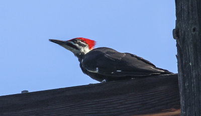 Pileated Woodpecker