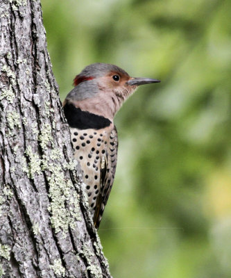Northern Flicker 