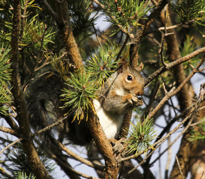 Tree Squirrel