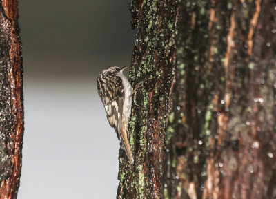 Brown Creeper