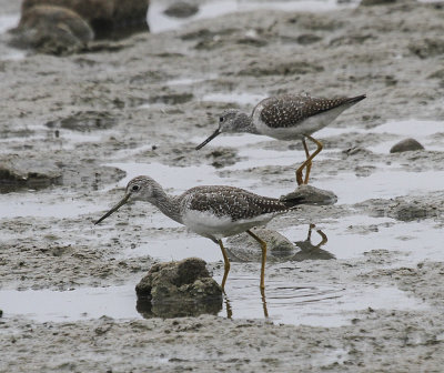 Greater Yellow Legs