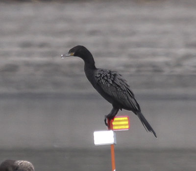 Neotropic Cormorant