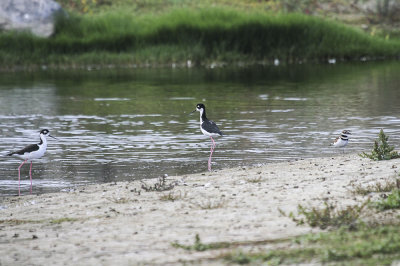 American Avocet