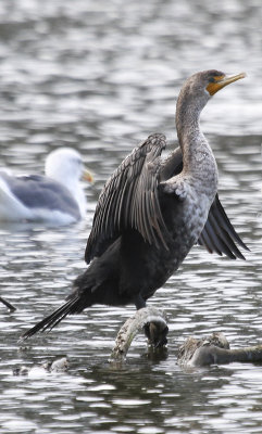 Double-creasted Cormorant