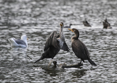 Double-creasted Cormorants 01.jpg