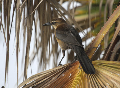 Great-tailed Grackles