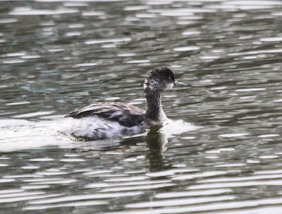 Eared Grebe