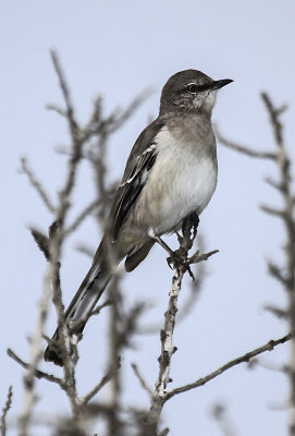Northern Mockingbird